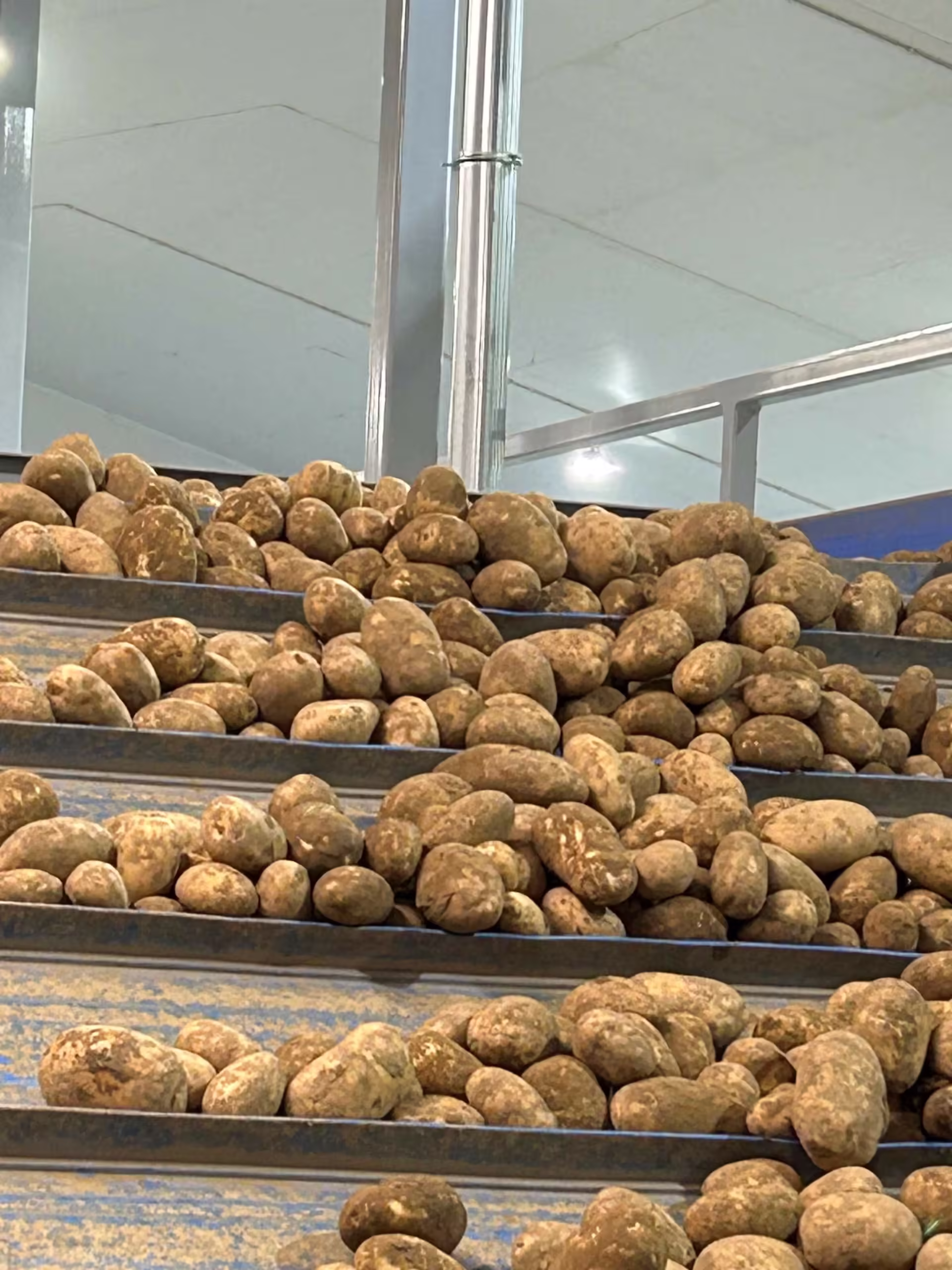 Manor fresh potatos